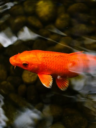 guide pratique pour Choisir les bons poissons pour votre bassin