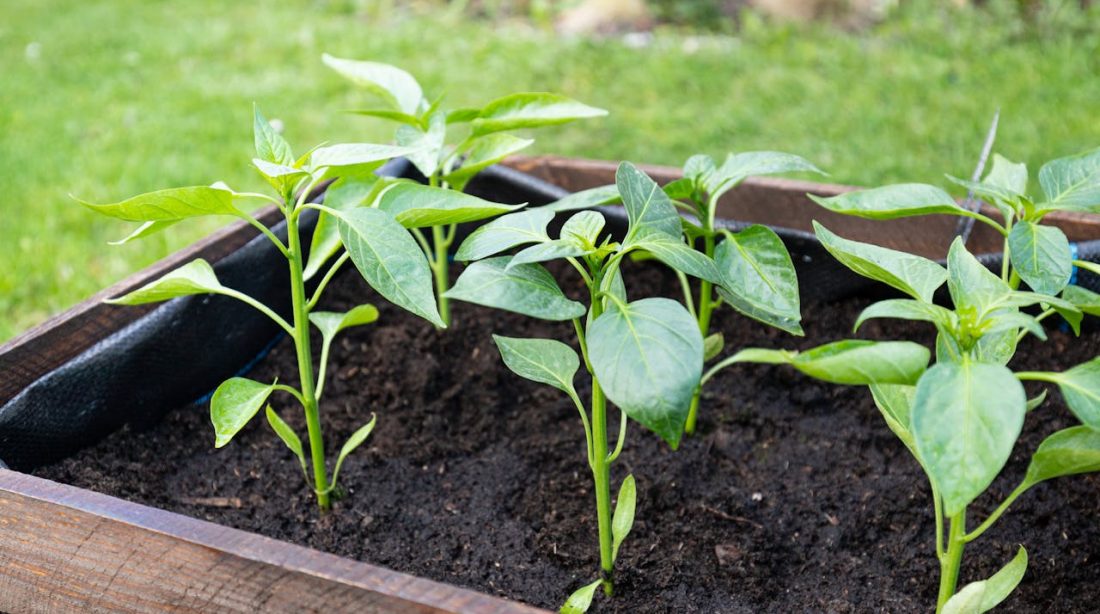 créer et entretenir un potager carré chez soi