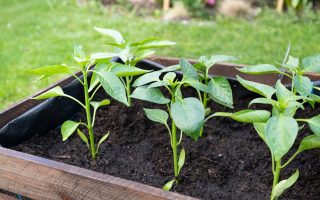 créer et entretenir un potager carré chez soi