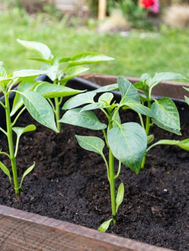 créer et entretenir un potager carré chez soi