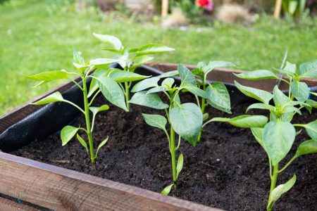 créer et entretenir un potager carré chez soi