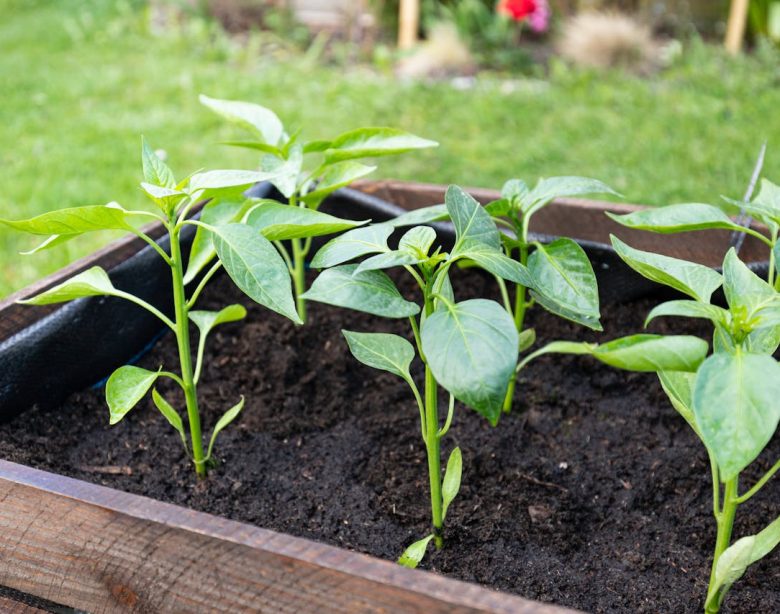 créer et entretenir un potager carré chez soi