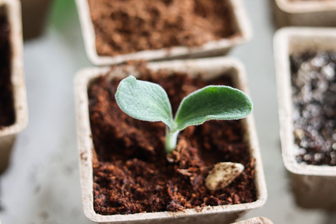 créer et entretenir un potager carré chez soi
