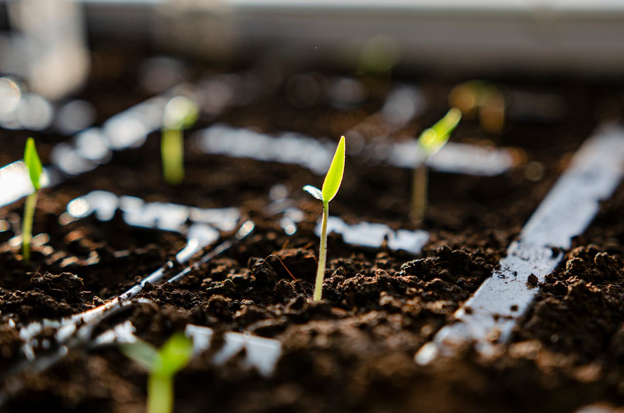 entretenir un potager carré chez soi